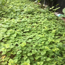 番薯，菜園區(qū)的番薯?yè)Q成這一張.jpg