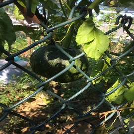 南瓜，菜園區(qū)的兩張南瓜圖片，第一張不要了，第二張放第一，這張放第二.jpg