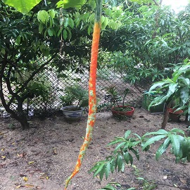 蛇瓜，菜園區(qū).jpg