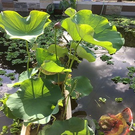 荷花2，魚塘區(qū)兩張荷花中第一張刪掉，第二張變第一張，這張是第二張.jpg