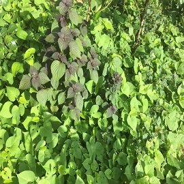 紫蘇，菜園區(qū).jpg